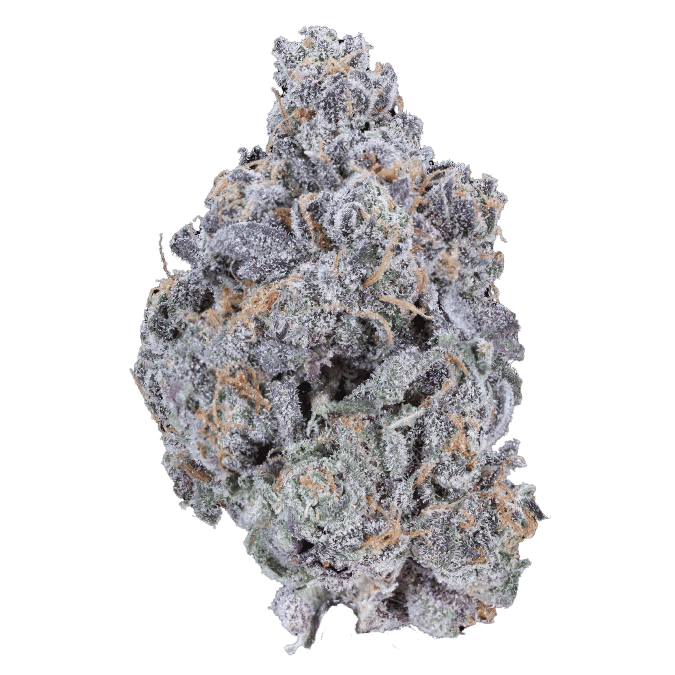 Apple Fritter - AAAA