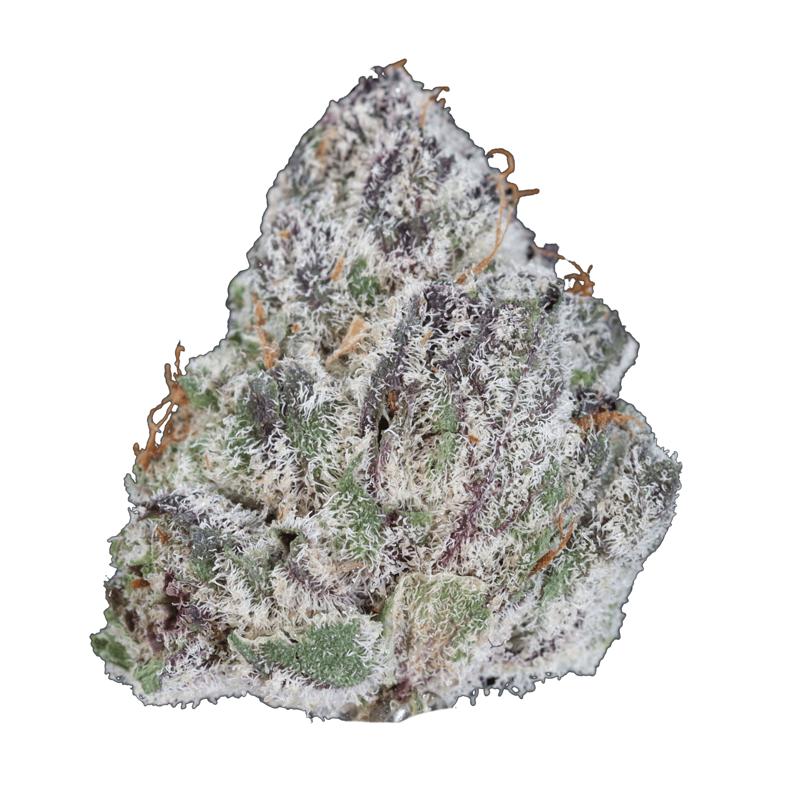 Blue Lobster - Smalls