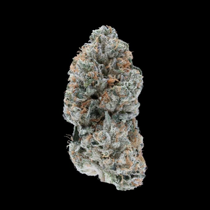 Close-up of Chocolatina Flower by VanCity Labs – premium BC Bud Online, best weed from West Coast cannabis, and low price buds.