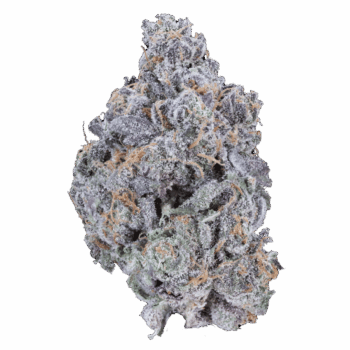 Close-up of Apple Fritter Strain cannabis bud by VanCity Labs – BC Bud Online best weed, premium West Coast cannabis, low price buds.