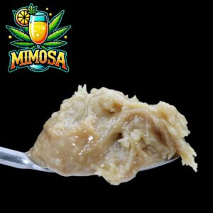 Close-up of Mimosa Live Rosin – bright golden solventless concentrate with citrus-rich texture by VanCity Labs.