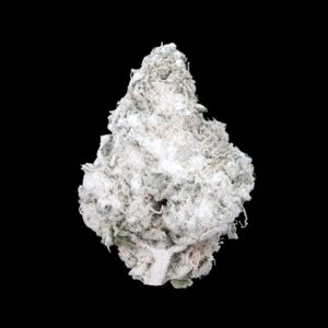 Close-up of California Citrus THCa Snowball – citrus-forward infused bud coated in THCa isolate.