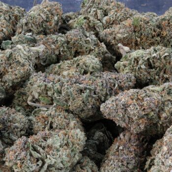 Bag shot of Sherb Cream Pie cannabis – dense purple and green buds coated in trichomes.